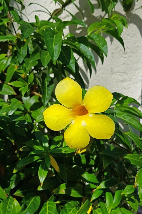 Cap Cove Saint Lucia Aparthotel Gros Islet Esterno foto