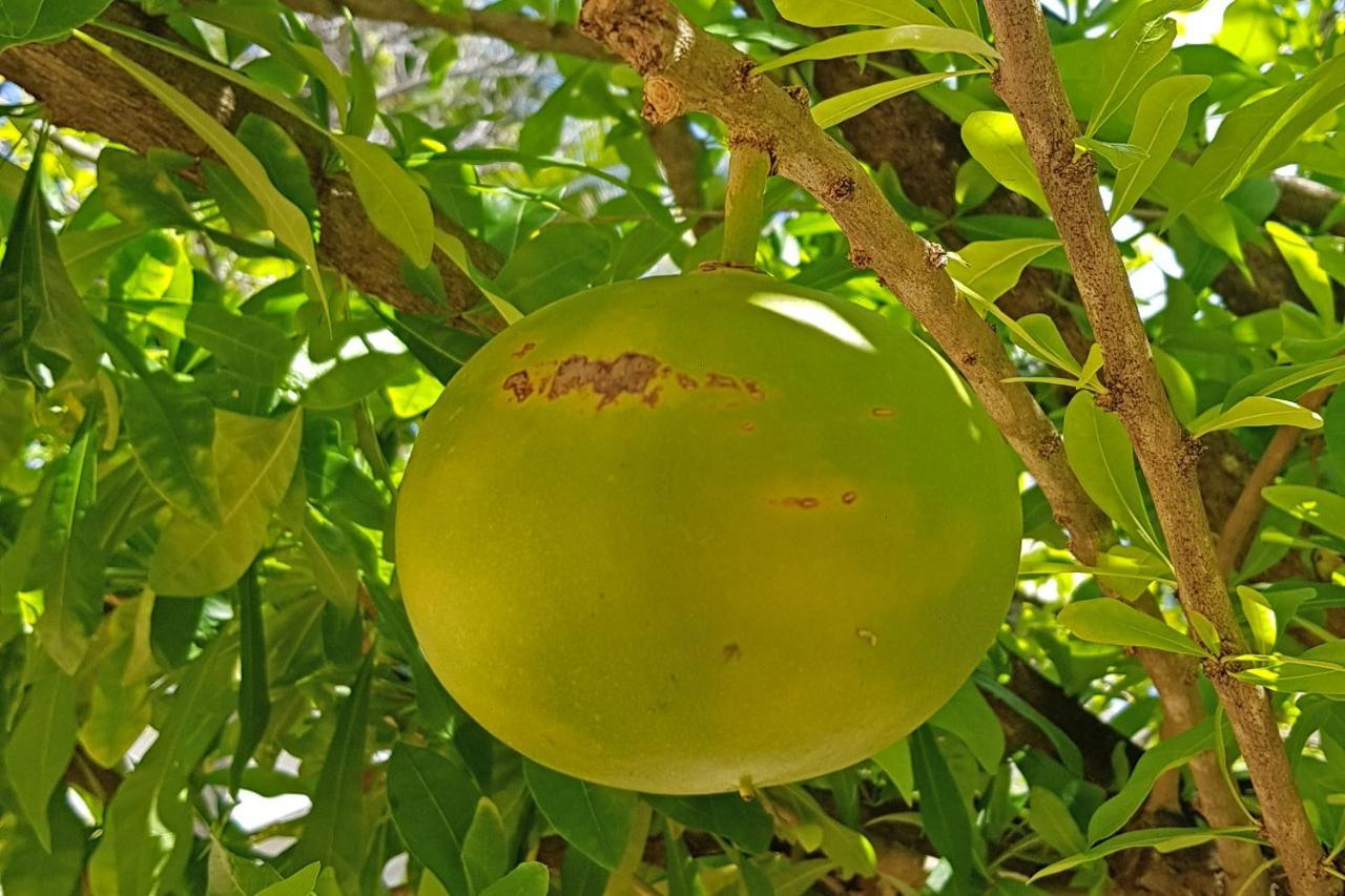 Cap Cove Saint Lucia Aparthotel Gros Islet Esterno foto